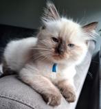 Ragdoll/ Siamees kittens, Meerdere dieren, Gechipt
