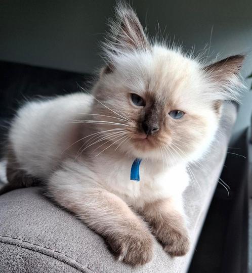 Ragdoll/ Siamees kittens, Dieren en Toebehoren, Katten en Kittens | Raskatten | Langhaar, Meerdere dieren, Gechipt, Ontwormd, Ingeënt