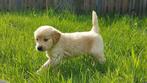 Golden retriever pups, Dieren en Toebehoren, Meerdere, Golden retriever, 8 tot 15 weken, Meerdere dieren