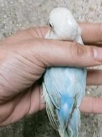Prachtige piep jonge agapornis fisheri opaline pastel blauw, Dieren en Toebehoren, Vogels | Parkieten en Papegaaien, Mannelijk