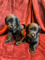 Lieve stamboom labrador pups, 8 tot 15 weken, Labrador retriever, Meerdere, Meerdere dieren
