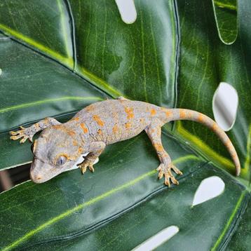 Gevlekte gargoyle gekko beschikbaar voor biedingen