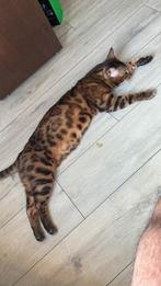 Beloning 1000 euro vermist vanuit Oudheusden beloning, Dieren en Toebehoren, Katten en Kittens | Raskatten | Korthaar, Kater, Ingeënt