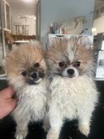 Prachtige mini pomeriaan puppy’s ( bear face ), Dieren en Toebehoren, Honden | Poolhonden, Keeshonden en Oertypen, België, Particulier