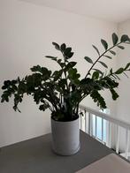 Echte plant - Zamioculcas - zz-plant - Emerald palm, Ophalen, Vetplant, Halfschaduw, In pot
