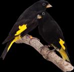 Diverse tropen gezocht!, Meerdere dieren, Tropenvogel, Geringd