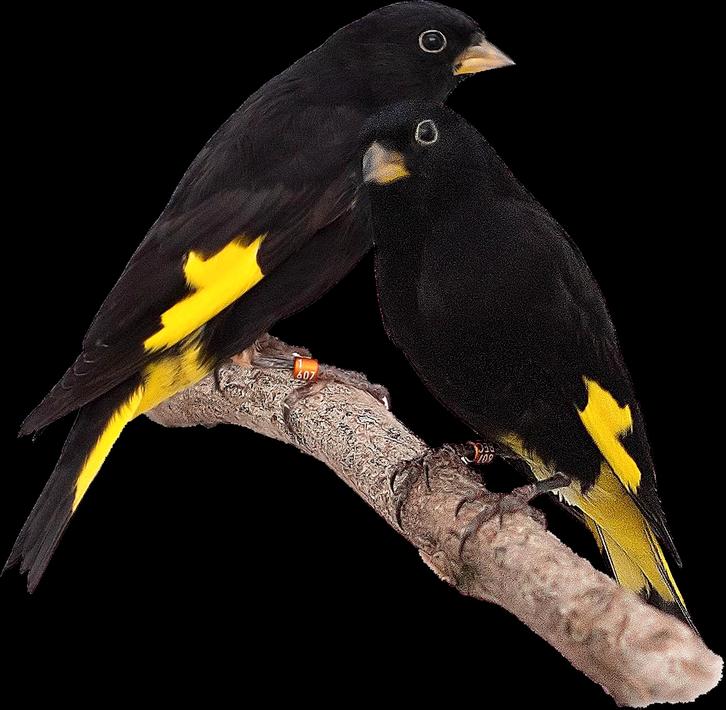 Diverse tropen gezocht!, Dieren en Toebehoren, Vogels | Overige Vogels, Tropenvogel, Meerdere dieren, Geringd