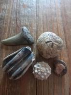 Set fossielen/haaientand/kies/zee-egels, Verzamelen, Mineralen en Fossielen, Ophalen of Verzenden, Fossiel