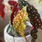 Stippenbegonia - Prachtige kamerplant!, Huis en Inrichting, Overige soorten, Ophalen of Verzenden, In pot, Minder dan 100 cm
