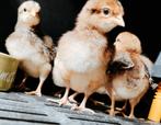 Cream Legbar hennen kuikens te koop, Dieren en Toebehoren, Pluimvee, Vrouwelijk, Kip