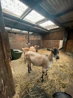 Mooi koppel herten geiten, Dieren en Toebehoren, Schapen, Geiten en Varkens, Meerdere dieren, Geit
