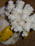 Mooi natuurlijk koraal te koop, Antiek en Kunst, Ophalen of Verzenden