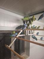 Forpussen Groenen en blauwen mannen en poppen €25 per vogel, Dieren en Toebehoren, Vrouwelijk, Parkiet, Geringd