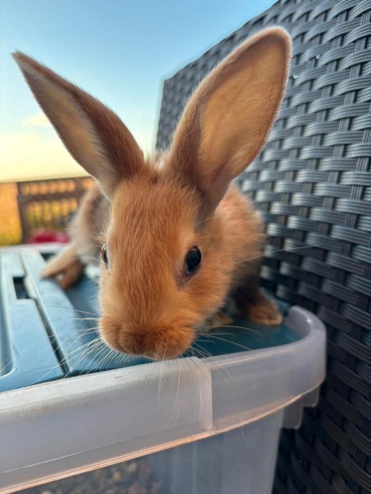 Lieve konijntjes, Dieren en Toebehoren, Konijnen, Middelgroot, Meerdere dieren, 0 tot 2 jaar