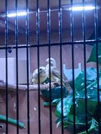 Mozambiquesijs, Dieren en Toebehoren, Vogels | Overige Vogels, Geslacht onbekend, Geringd