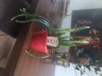 Epiphyllum, RedTip., Huis en Inrichting, Ophalen, Overige soorten, Minder dan 100 cm