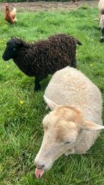 Quessant schaap, Dieren en Toebehoren, Schapen, Geiten en Varkens, Vrouwelijk, Schaap