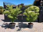 Cornus kousa weisse fontaine en milky way kornoelje, Tuin en Terras, Ophalen, Overige soorten, 100 tot 250 cm