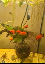Jonge mannetjes platys, Dieren en Toebehoren, Vis