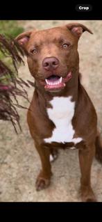 Ontzettend lieve pitbull, 1 tot 2 jaar, Eén hond, Nederland, Particulier