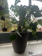 Grote Monstera Deliciosa in Pot, Huis en Inrichting, Kamerplanten, Ophalen, 100 tot 150 cm, Overige soorten, Halfschaduw