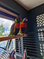 Koppel Lori's van de Blauwe Bergen incl kooi, Dieren en Toebehoren, Meerdere dieren, Papegaai