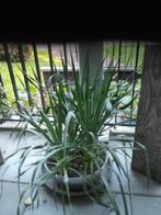Yucca 4 stuks., Tuin en Terras, Planten | Tuinplanten, Vaste plant, Halfschaduw, Zomer, Ophalen