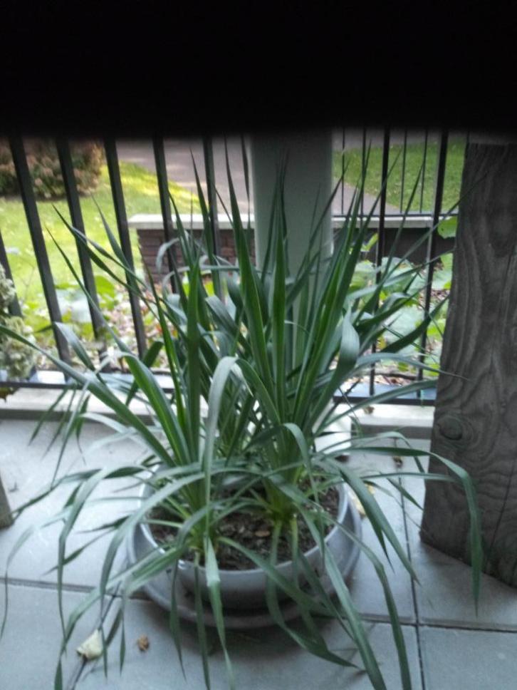 Yucca 4 stuks., Tuin en Terras, Planten | Tuinplanten, Vaste plant, Overige soorten, Halfschaduw, Zomer, Ophalen