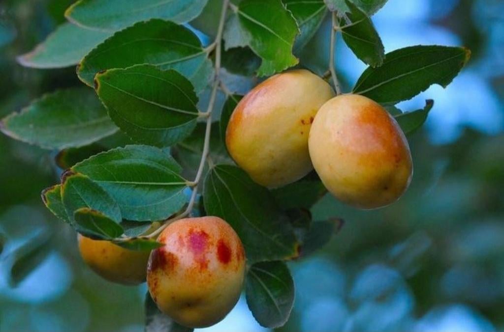 Jujube zaden (Ziziphus jujuba), Ophalen of Verzenden, Volle zon