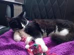 Maine coon kittens met stamboom, Kater, Gechipt, 0 tot 2 jaar