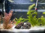 25L aquarium + vissen, Ophalen, Gebruikt