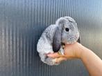 Lieve gecastreerdre Minilop/Hangoordwerg rammen, Dieren en Toebehoren, Meerdere dieren, Dwerg, 0 tot 2 jaar