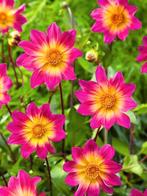 Dahlia., Ophalen of Verzenden, Volle zon, Knol