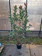 Glansmispel Photinia Red Robin tot 180 cm, Lente, 100 tot 250 cm, Volle zon, In pot