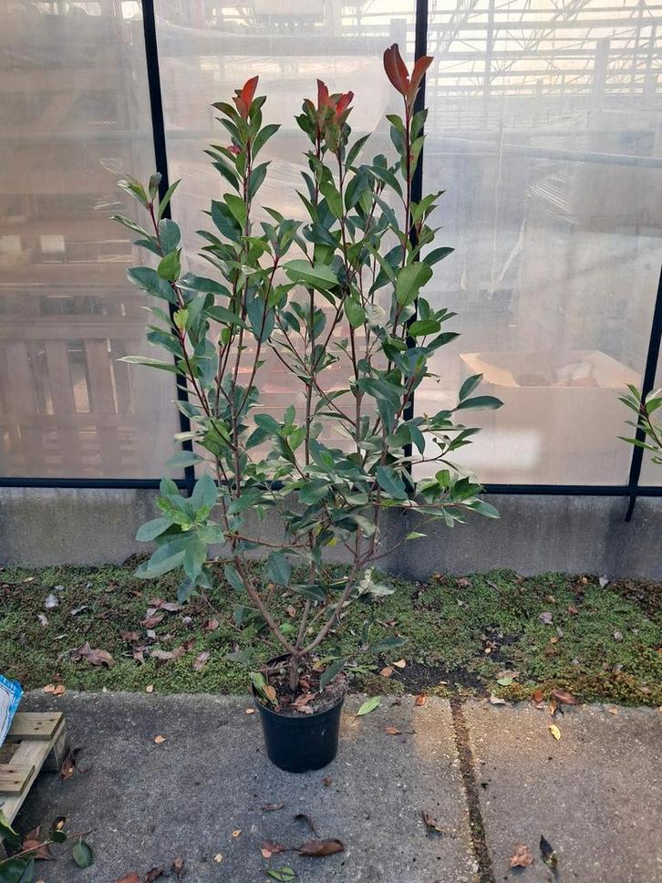 Glansmispel Photinia Red Robin tot 180 cm, Tuin en Terras, Planten | Bomen, Overige soorten, 100 tot 250 cm, Volle zon, Lente