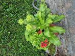 Pot met geranium eucomis, Ophalen, Zomer, Overige soorten, Volle zon