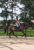 Knappe ruin v. Apache x Lancet, Dieren en Toebehoren, Paarden, Gechipt, Ruin, M, Dressuurpaard