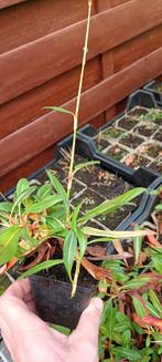 Persicaria "Kabouter", Ophalen, Bodembedekkers, Volle zon, Vaste plant