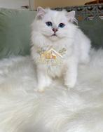 Lieve Britse Langhaar kitten met blauwe ogen, Dieren en Toebehoren, Katten en Kittens | Raskatten | Langhaar, Kater, Ontwormd