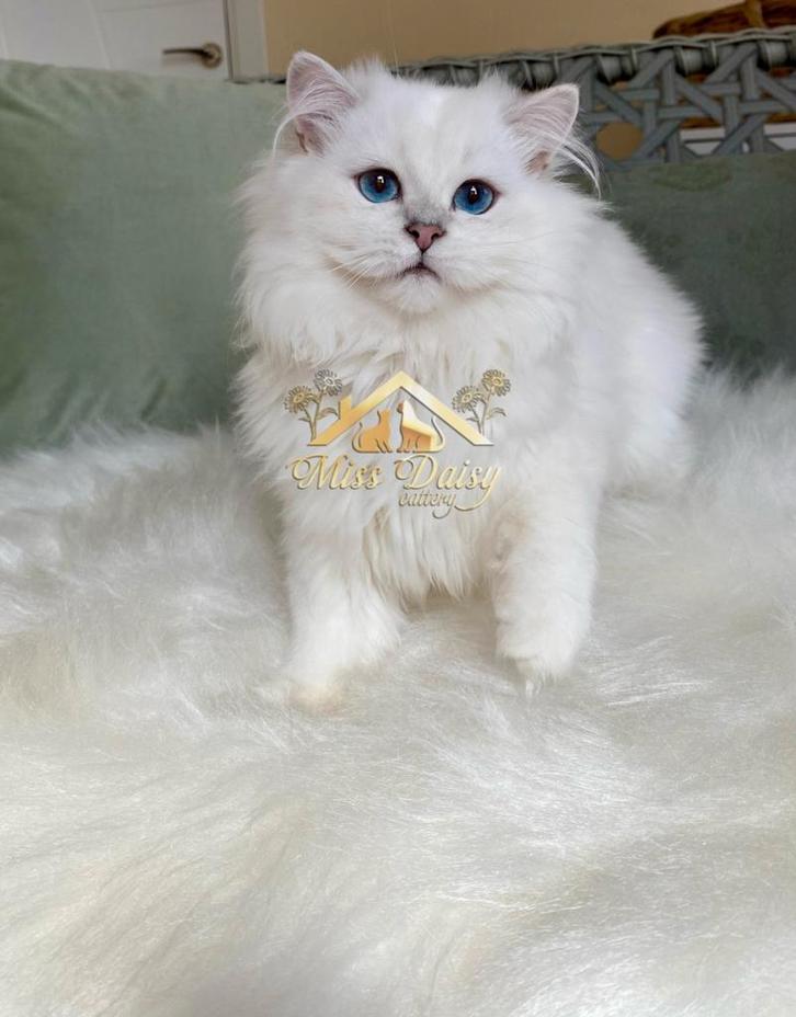 Lieve Britse Langhaar kitten met blauwe ogen, Dieren en Toebehoren, Katten en Kittens | Raskatten | Langhaar, Kater, 0 tot 2 jaar