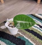 Alocasia Longiloba, Ophalen of Verzenden, Halfschaduw, Minder dan 100 cm