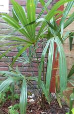 Winterharde palmboom trachycarpus fortunei, Ophalen, Halfschaduw, Palmboom, Minder dan 100 cm