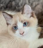 Lieve ragdoll kittens, Dieren en Toebehoren, Meerdere dieren, Ontwormd, 0 tot 2 jaar