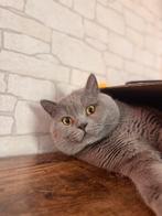 Raszuivere BKH dekkater. GEEN VERKOOP!! voor kattendekking., Dieren en Toebehoren, Katten en Kittens | Dekkaters, 0 tot 2 jaar