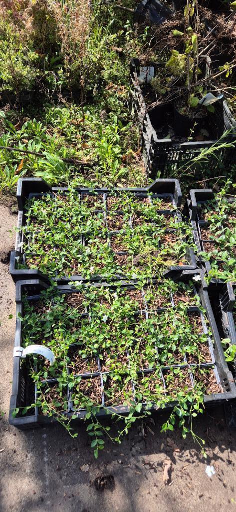 Maagdenpalm Vinca, blauw & Wit, Tuin en Terras, Planten | Tuinplanten, Vaste plant, Overige soorten, Halfschaduw, Zomer, Ophalen