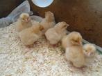 t.k.5 Orpington buff kuikens groot, Dieren en Toebehoren, Pluimvee, Geslacht onbekend, Kip