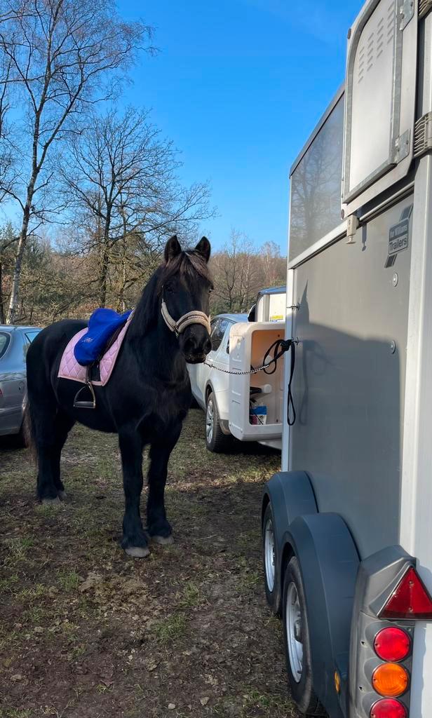 Gezocht verzorger/bijrijder 18+ voor merens ruin, Dieren en Toebehoren, Paarden en Pony's | Verzorgingsproducten, Zo goed als nieuw