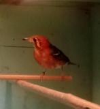 Damalijster, Dieren en Toebehoren, Vogels | Overige Vogels, Mannelijk, Geringd