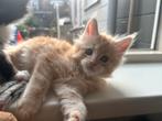Sina en Tala : 2 lieve rode maine coon kittens, Meerdere dieren, Gechipt, 0 tot 2 jaar