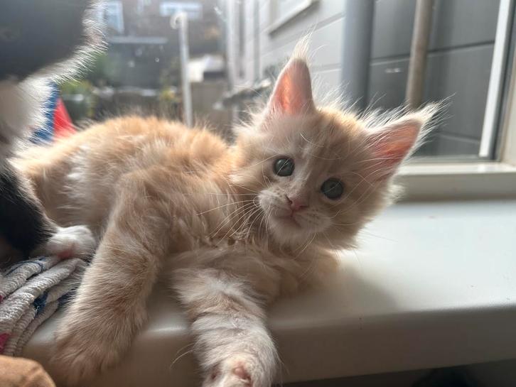 Sina en Tala : 2 lieve rode maine coon kittens, Dieren en Toebehoren, Katten en Kittens | Raskatten | Langhaar, Meerdere dieren